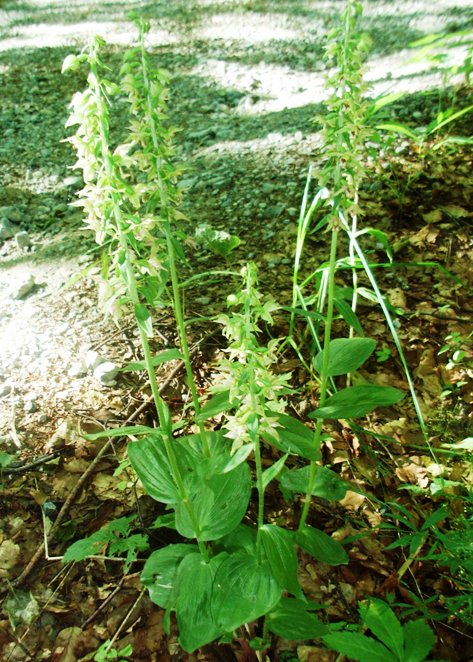 Epipactis helleborine